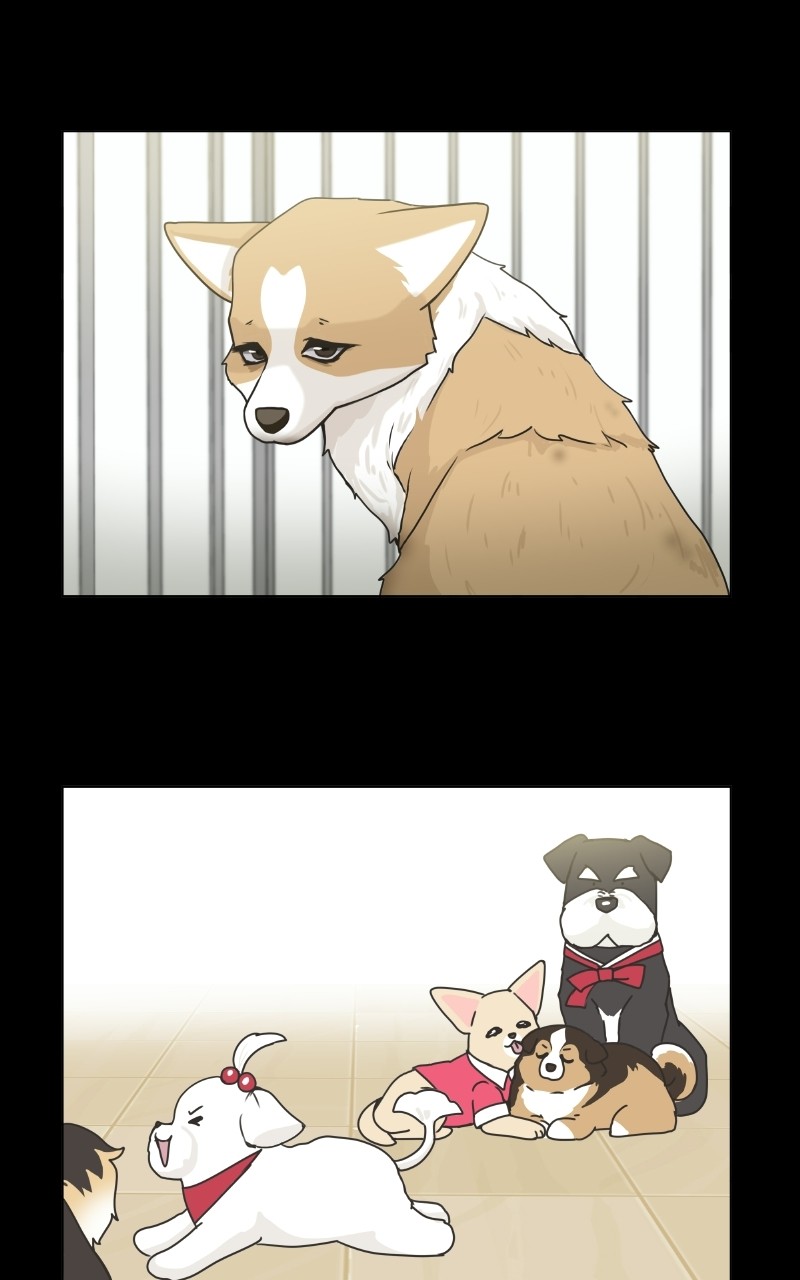 The Dog Diaries Chapter 71 #47