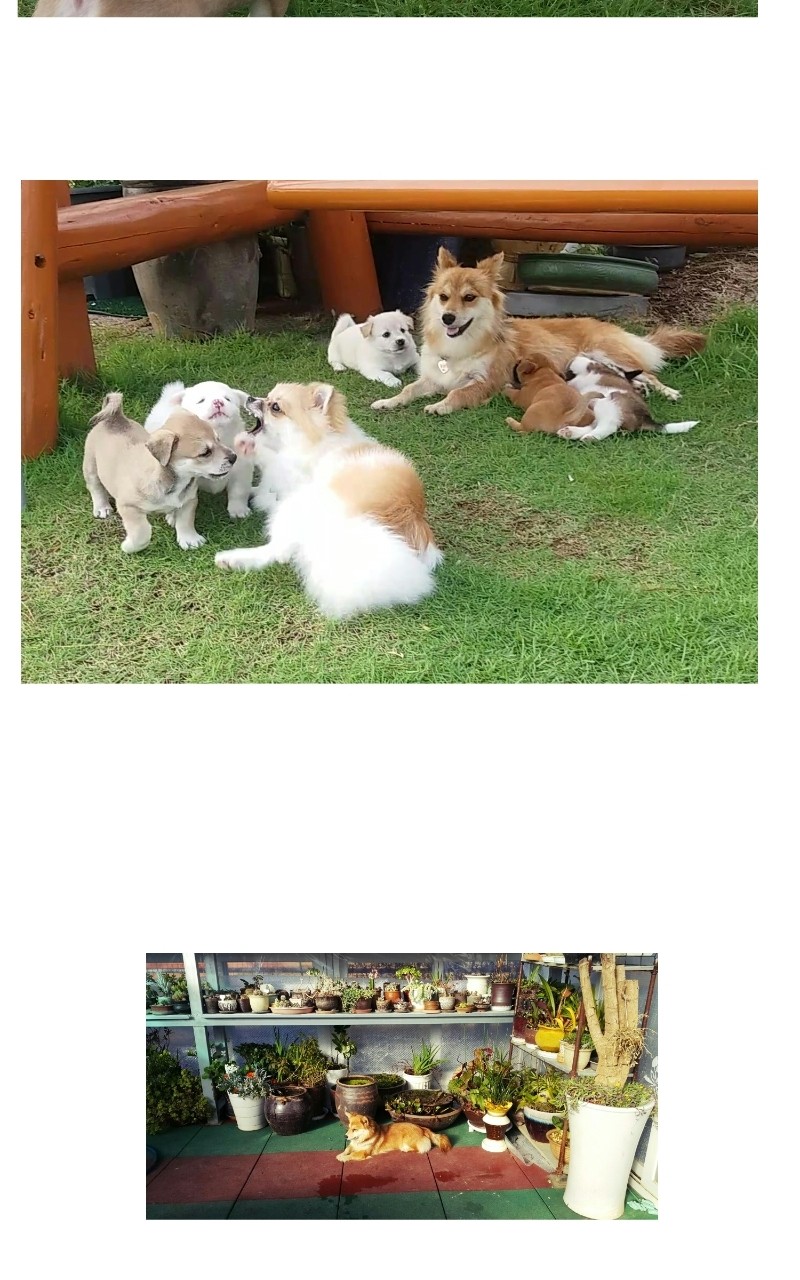 The Dog Diaries Chapter 70 #22