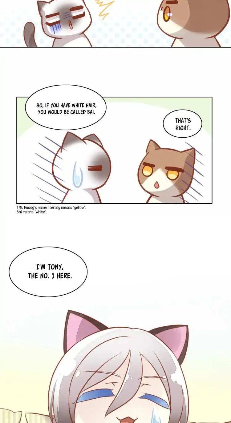 Under The Paws Of Cats Chapter 8 #20