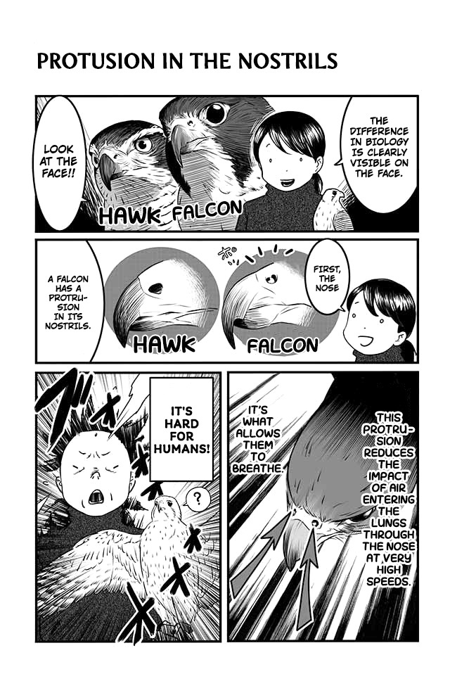 Hawk Master, It's Hunting Time! Chapter 4 #8