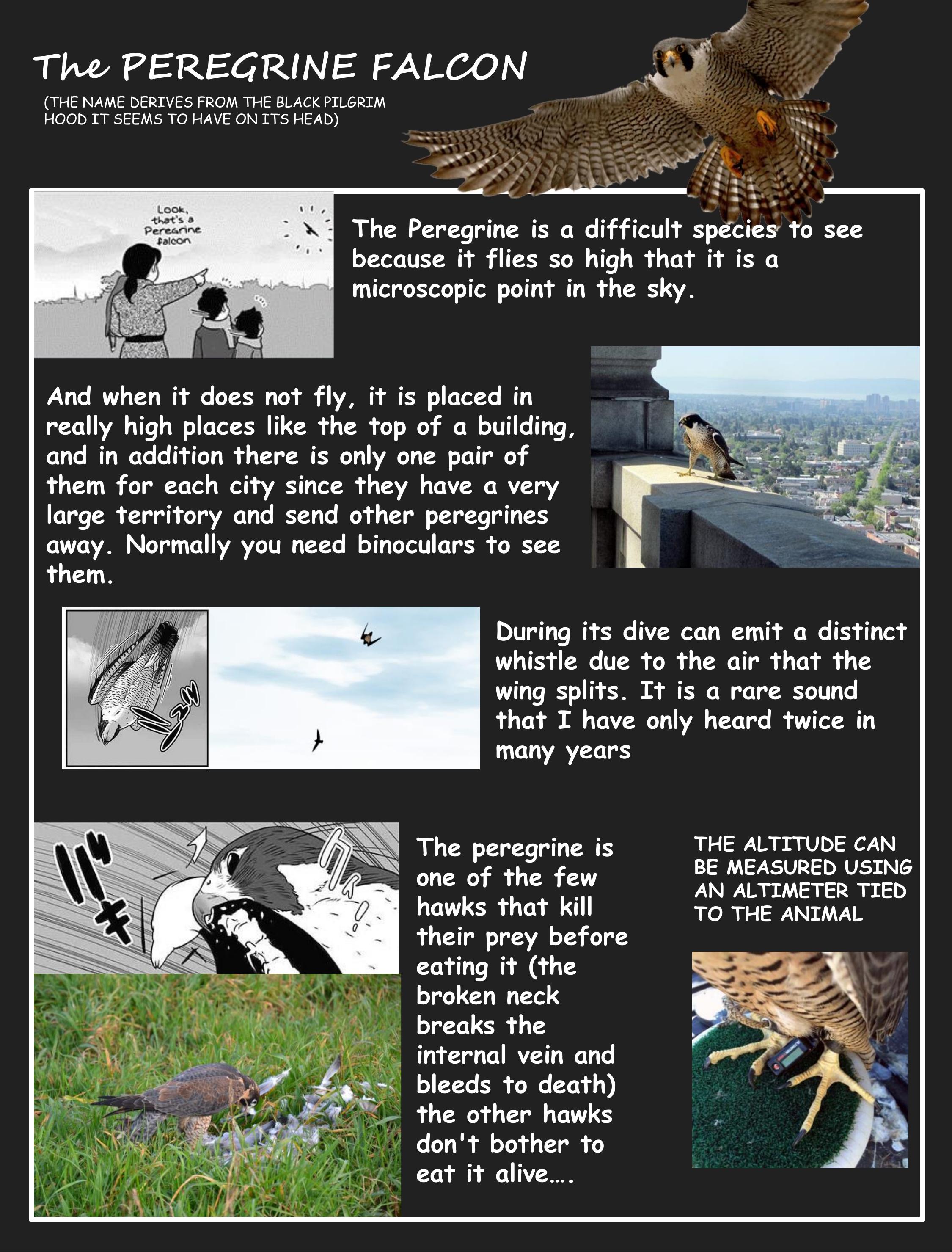 Hawk Master, It's Hunting Time! Chapter 4 #12
